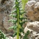 Caiophora chuquitensis Leaf