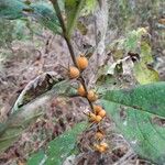 Triosteum perfoliatum Fruit