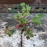 Geranium purpureum 整株植物