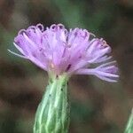 Serratula tinctoria Blüte
