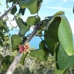 Acropogon paagoumenensis Frucht
