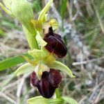 Ophrys passionis その他の提案