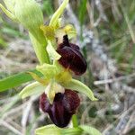 Ophrys passionis Ostatní