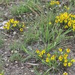 Zinnia grandiflora Habitat