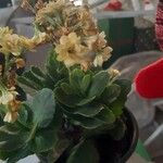 Kalanchoe blossfeldianaFlor