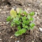 Veronica arvensis Feuille