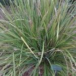 Lomandra longifolia Hoja