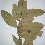Lacmellea aculeata List