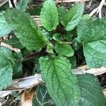 Scrophularia auriculata Blatt