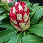 Rhododendron yakushimanum പുഷ്പം