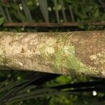 Pradosia ptychandra Bark