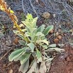 Verbascum sinaiticum Blatt