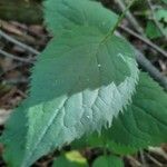 Solidago flexicaulis ഇല