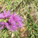 Melaleuca thymifolia