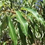 Ozoroa engleri Leaf
