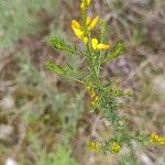 Genista triacanthos Květ