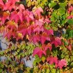 Parthenocissus tricuspidata Leaf