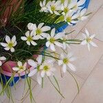 Zephyranthes candida Floare