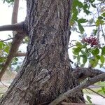 Schinus terebinthifolius Kůra