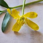 Ranunculus fascicularis Flower