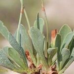 Limonium legrandii Other