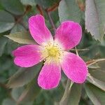 Rosa ferruginea फूल