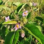 Solanum campylacanthum Çiçek