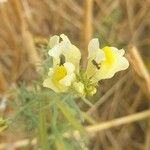 Linaria vulgarisBlomma