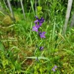 Triodanis perfoliata Flor