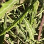 Senecio pterophorus Leaf