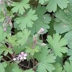 Geranium rotundifolium Habit