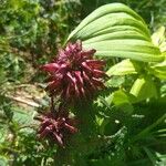 Pedicularis recutita Flor