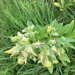 Crotalaria berteroana Hostoa