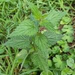 Urtica dioica Leaf