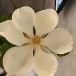 Magnolia hypoleuca Květ