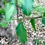 Quillaja saponaria Leaf