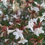 Abelia grandifolia Blüte