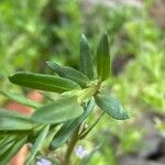 Lythrum hyssopifolia पत्ता