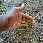 Panicum repens Leaf