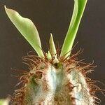 Euphorbia capmanambatoensis