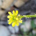 Hirschfeldia incana Flower