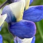 Lupinus nootkatensis Cvijet