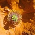 Papaver atlanticum Λουλούδι