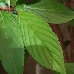 Viburnum × bodnantense Blad