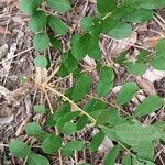 Trichilia emetica Leaf