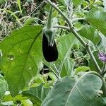 Solanum melongena Fruit