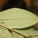 Miconia fragilis Leaf