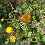 Vachellia aroma Flower