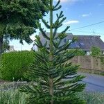 Araucaria araucana Habit