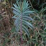 Euphorbia lathyris Habit